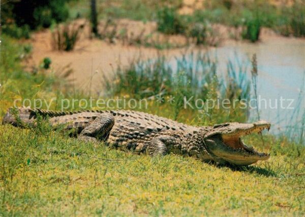 Krokodile Nile Crocodile Southern Africa