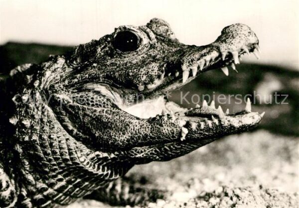 Krokodile Stumpfkrokodil Zoo Dresden