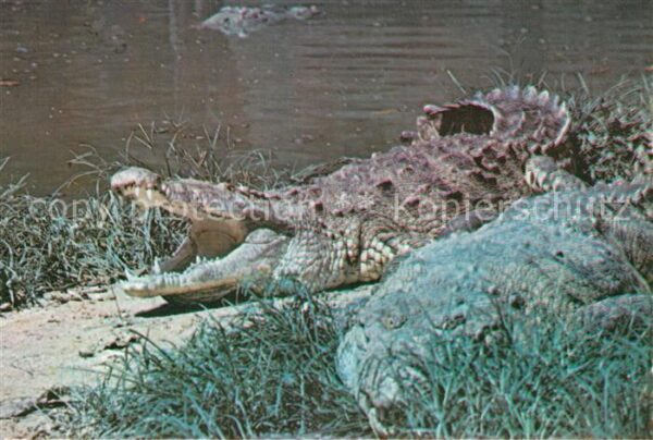 Krokodile Zoologico Nacional Cuba Cocodrilo Ameri