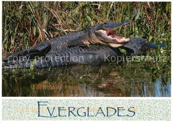 Krokodile Everglades American Alligators