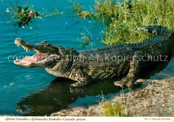 Krokodile African Crocodile