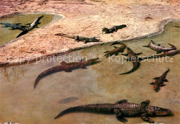 Krokodile Safari Ruhe Mallorca Espana