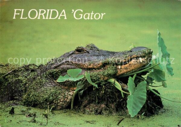 Krokodile Florida Alligator