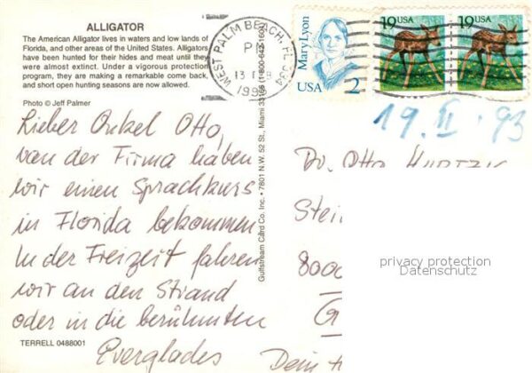 Krokodile Florida Alligator – Bild 2
