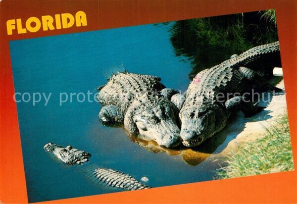 Krokodile Florida Alligator