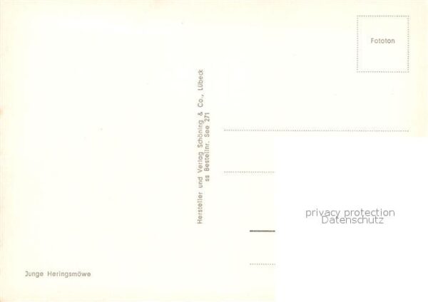 Moewen Junge Heringsmöwe – Bild 2