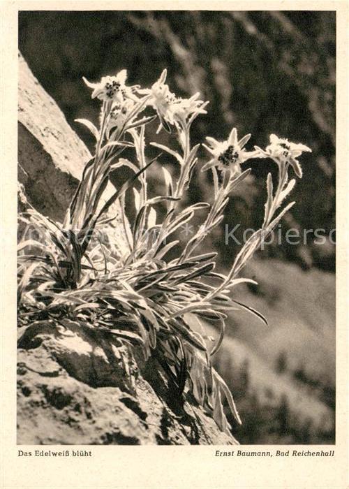 Edelweiss