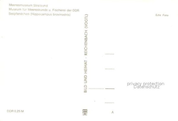 Meerestiere Seepferdchen Meeresmusem Stralsund – Bild 2