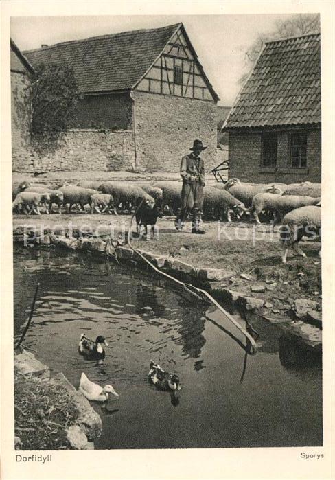 Schafe Schäfer Enten Dorfidyll Foto Sporys
