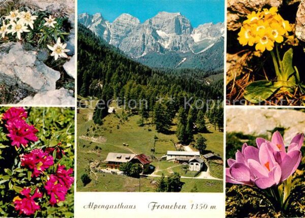 Telfes Stubai Alpengasthaus Froneben Edelweiß Alpenro