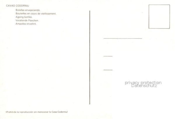 Cavas Codorniu Botellas envejeciendo – Bild 2