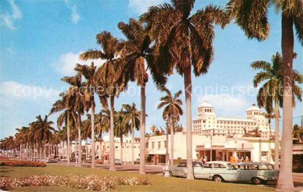 Palm Beach Stately Royal Palms on Royal Poinciana