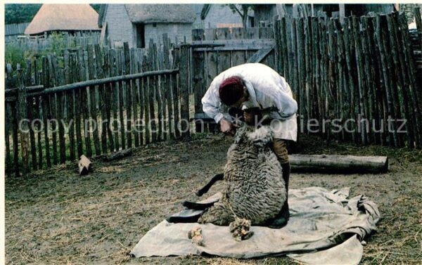 Plymouth Massachusetts Plimoth Plantation Sheepshearing time