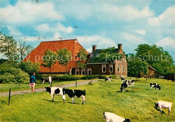 Friesland Niederlande Kop Hals Rompboerderij Bauernhof Landwi