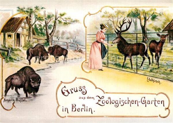 Berlin Zoologischer Garten Amerik Büffel Edelh