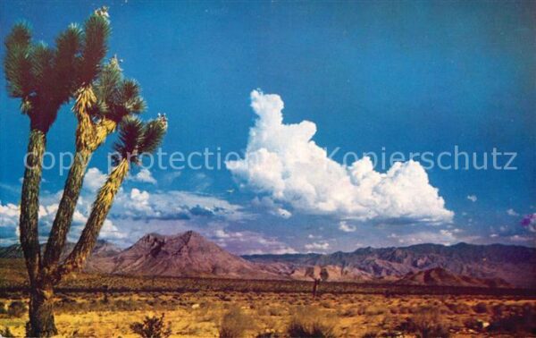 Baeume Trees Joshua Tree Desert