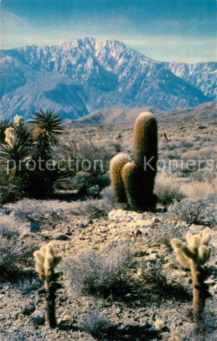 Kakteen Cholla and Barrel Cacti California Dese
