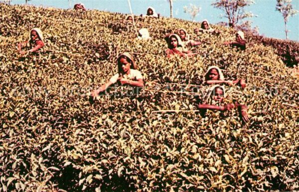 Ernte Landwirtschaft Picking Tea Leaves Singapore