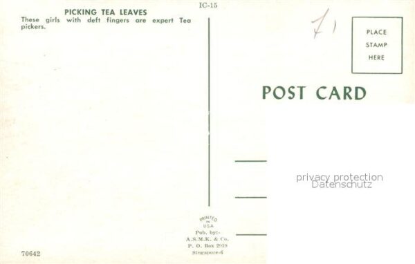 Ernte Landwirtschaft Picking Tea Leaves Singapore – Bild 2