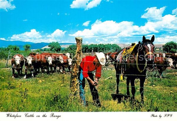 Cowboys Pferde Kühe Whiteface Cattle Range