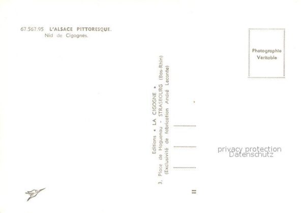 Storch Nid de Cigognes Alsace – Bild 2