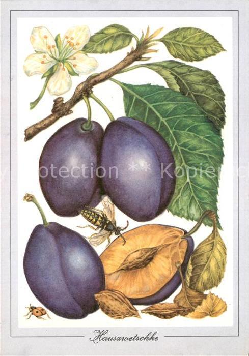 Obst Hauszwetschke Zeichnung T. Sälzer