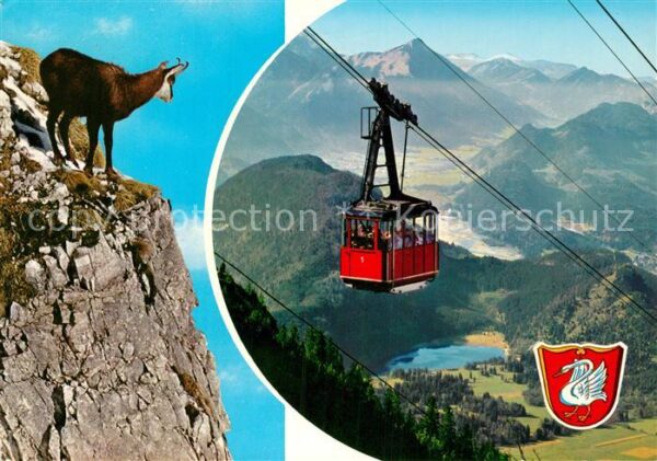 Seilbahn Tegelberg Schwangau Gemse
