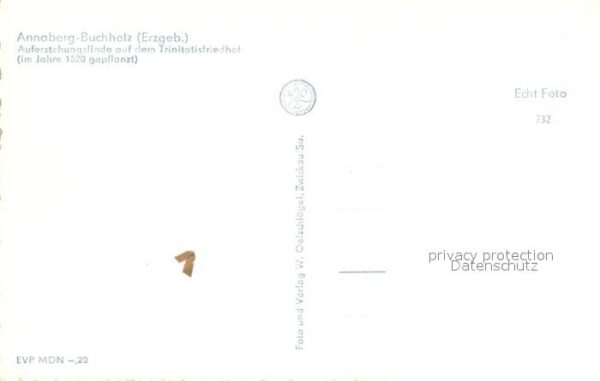 Annaberg-Buchholz Erzgebirge Auferstehungslinde auf Trinitatisfriedh – Bild 2