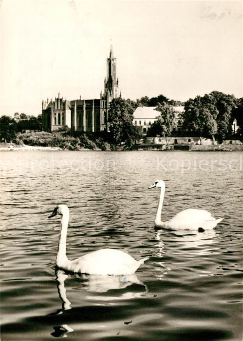 Malchow Klosterkirche Schwäne