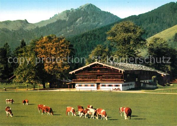 Bad Wiessee Berggaststätte Bauer in der Au Kühe