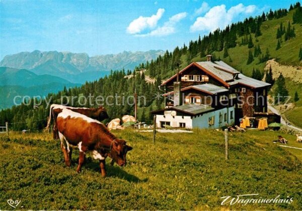 Wagrain Salzburg Wagrainerhaus Kühe