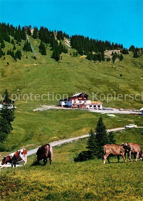 Obermaiselstein Grasgehren am Riedbergerhorn Kühe
