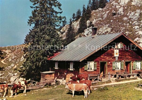 Fischbachau Hubertushütte am Breitenstein Kühe