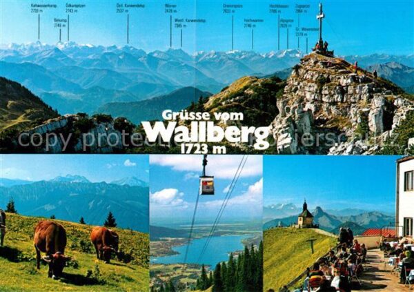 Wallberg Seilbahn Kühe Tegernsee