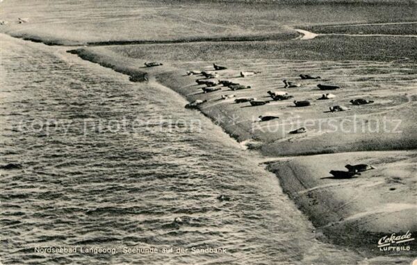 Seehunde Robben Sandbank Langeoog Fliegeraufnahme