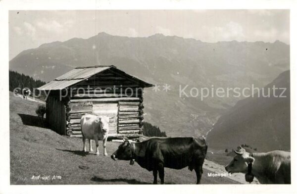 Kuehe Auf der Alm Foto-Monopol