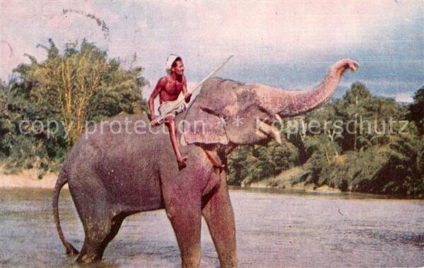 Elefant Mahout Kandy Sri Lanka