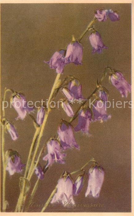 Blumen Campanula Barbata Bärtige Glockenblume