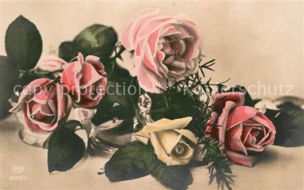 Foto EAS Nr. 6399/2 Rosen