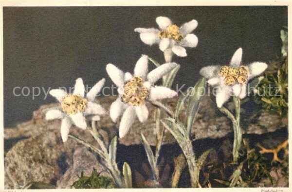 Edelweiss Leontopodium alpinum