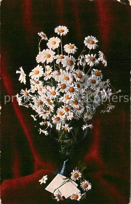 Blumen Margeriten