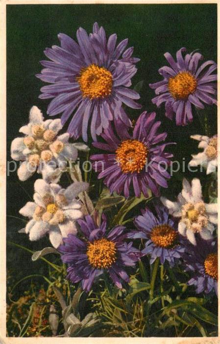 Edelweiss Leontopodium alpinum Etoile des Glacier