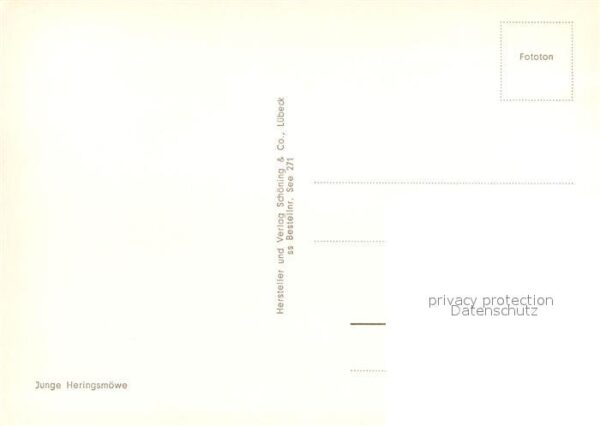 Moewen Junge Heringsmöwe – Bild 2