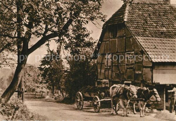 Kuehe Ochsenwagen Alsace Helfrantzkirch
