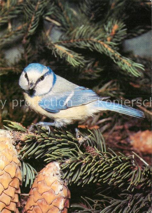 Voegel Blaumeise