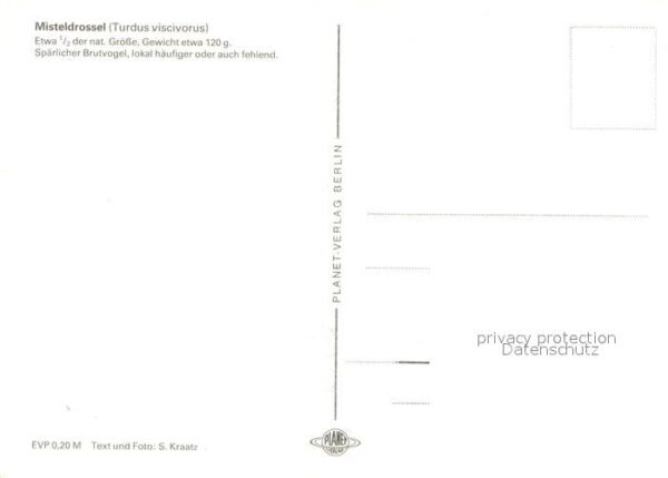 Voegel Misteldrossel – Bild 2