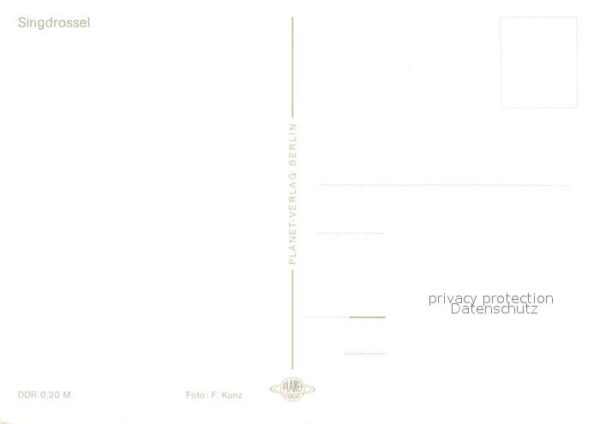 Voegel Singdrossel – Bild 2