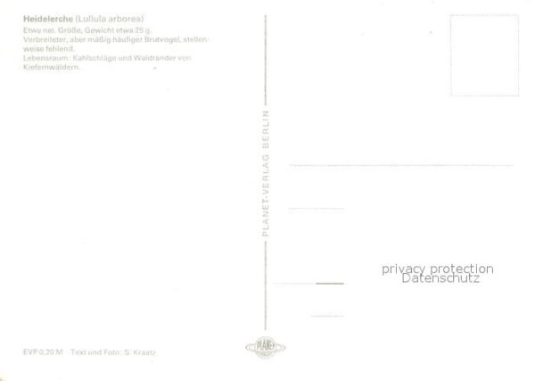 Voegel Heidelerche – Bild 2