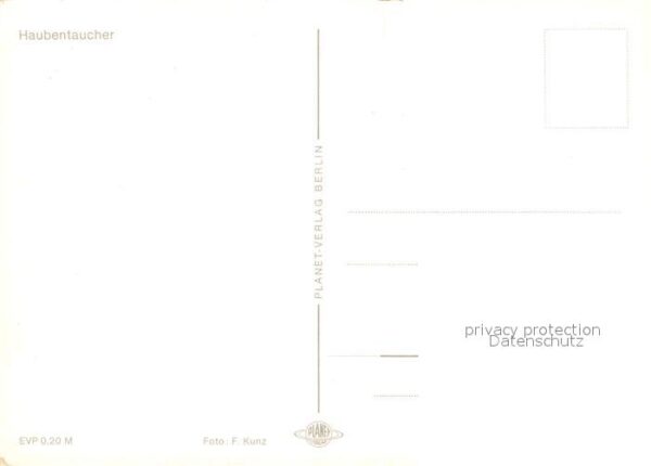 Voegel Haubentaucher – Bild 2