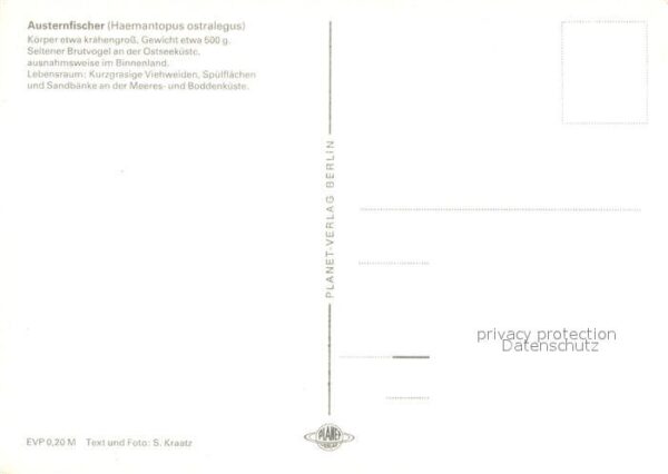 Voegel Austernfischer – Bild 2